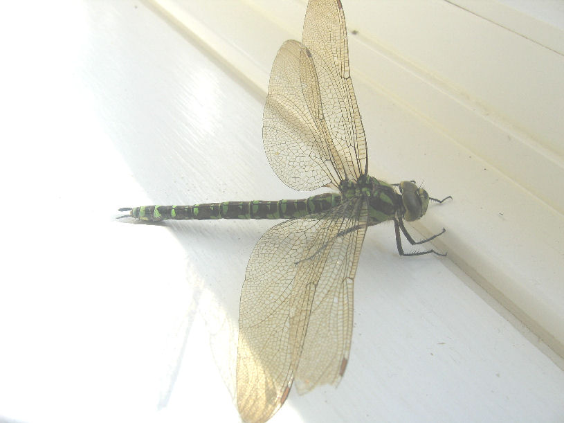 dragonflyrs.jpg
