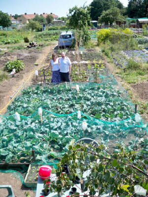 allotment1sthalf24june10.jpg