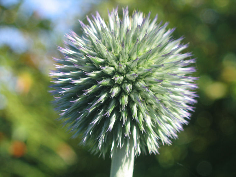 allium.jpg