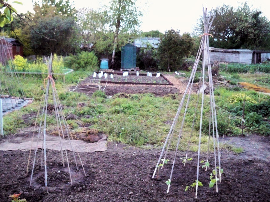 allotment_may19.jpg