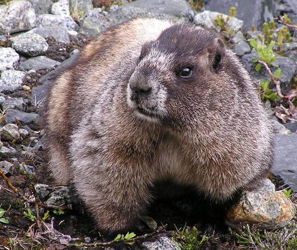 bigandfatmarmot.jpg