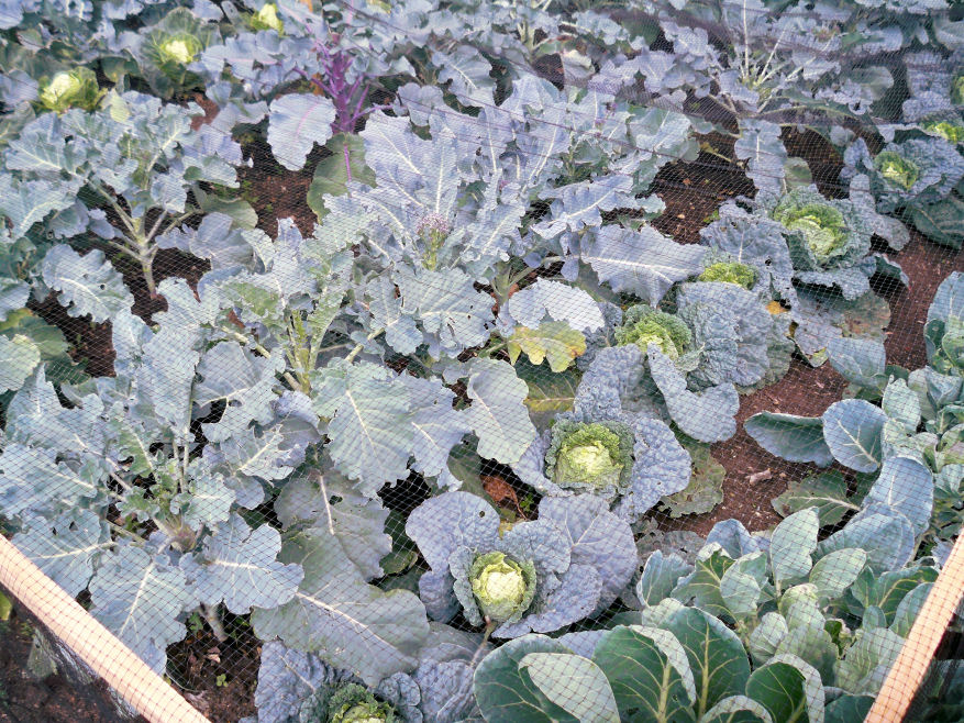 brassicacage.jpg