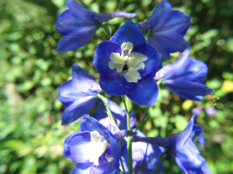 delphinium.jpg