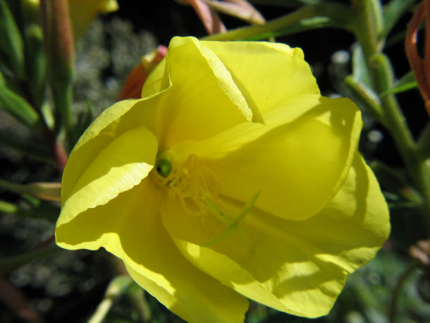 eveningprimrose.jpg