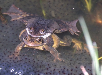 frog4.jpg