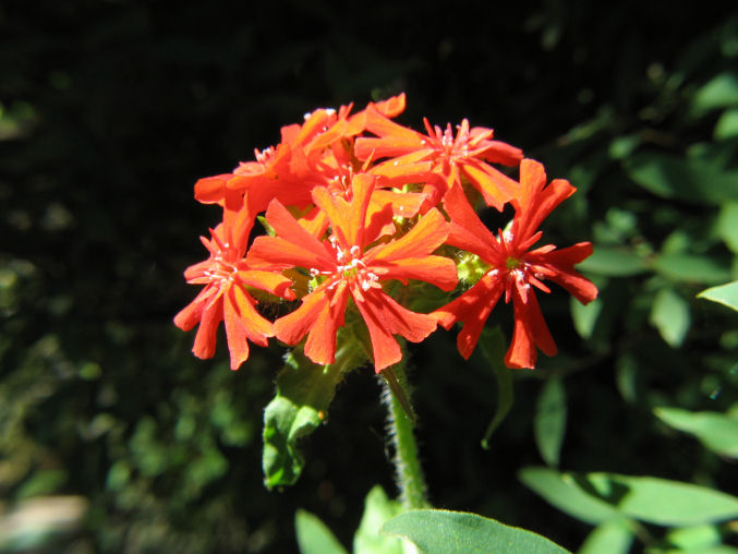 lychnis.jpg