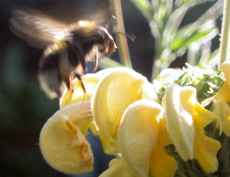 phlomis.jpg