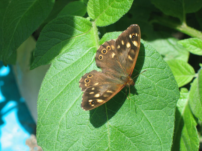 speckledwood.jpg